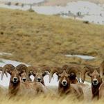 National Bighorn Sheep Center