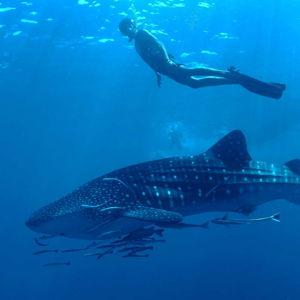 Whale Shark Excursion