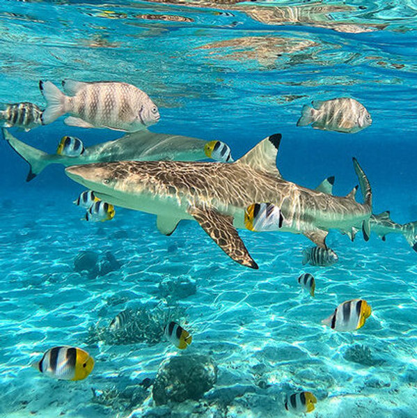 Snorkeling adventure