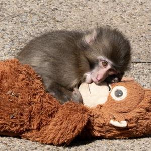 Japan: blow a kiss to Punch at Ichikawa City Zoo