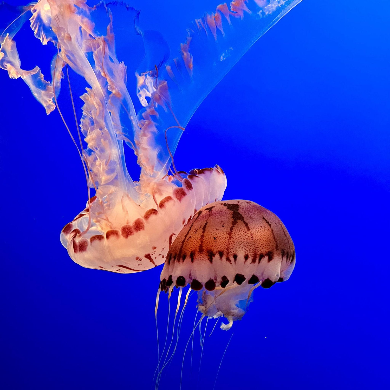 Jesus and me, if we were jellyfish. Taken at Monterey Bay Aquarium.