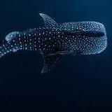 Swim with Whale Sharks!