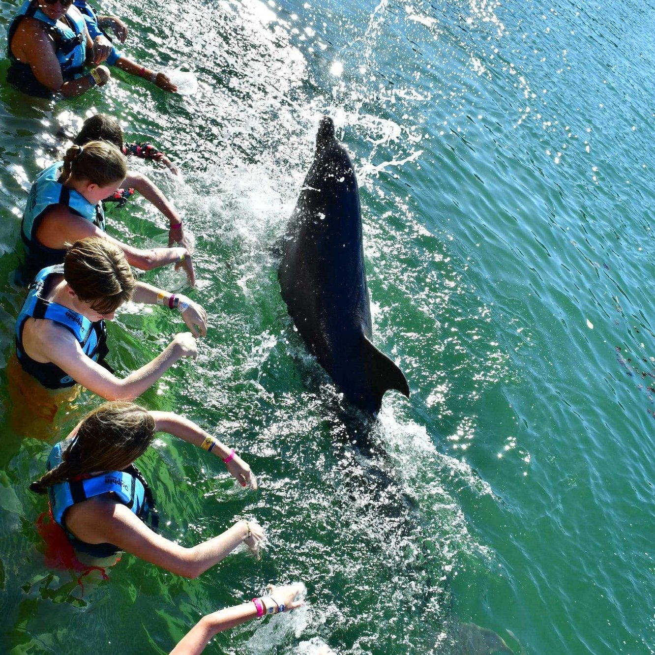 Dolphin 🐬 encounters with the Brady Bunch