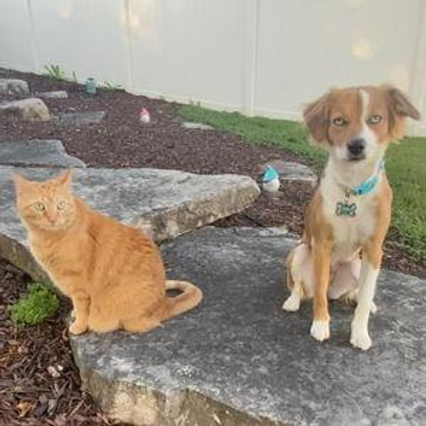 Feed us -Tigger & Roxy