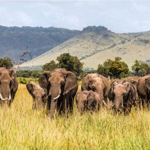 Kenya - Masai Mara Safari (pay with credit card)