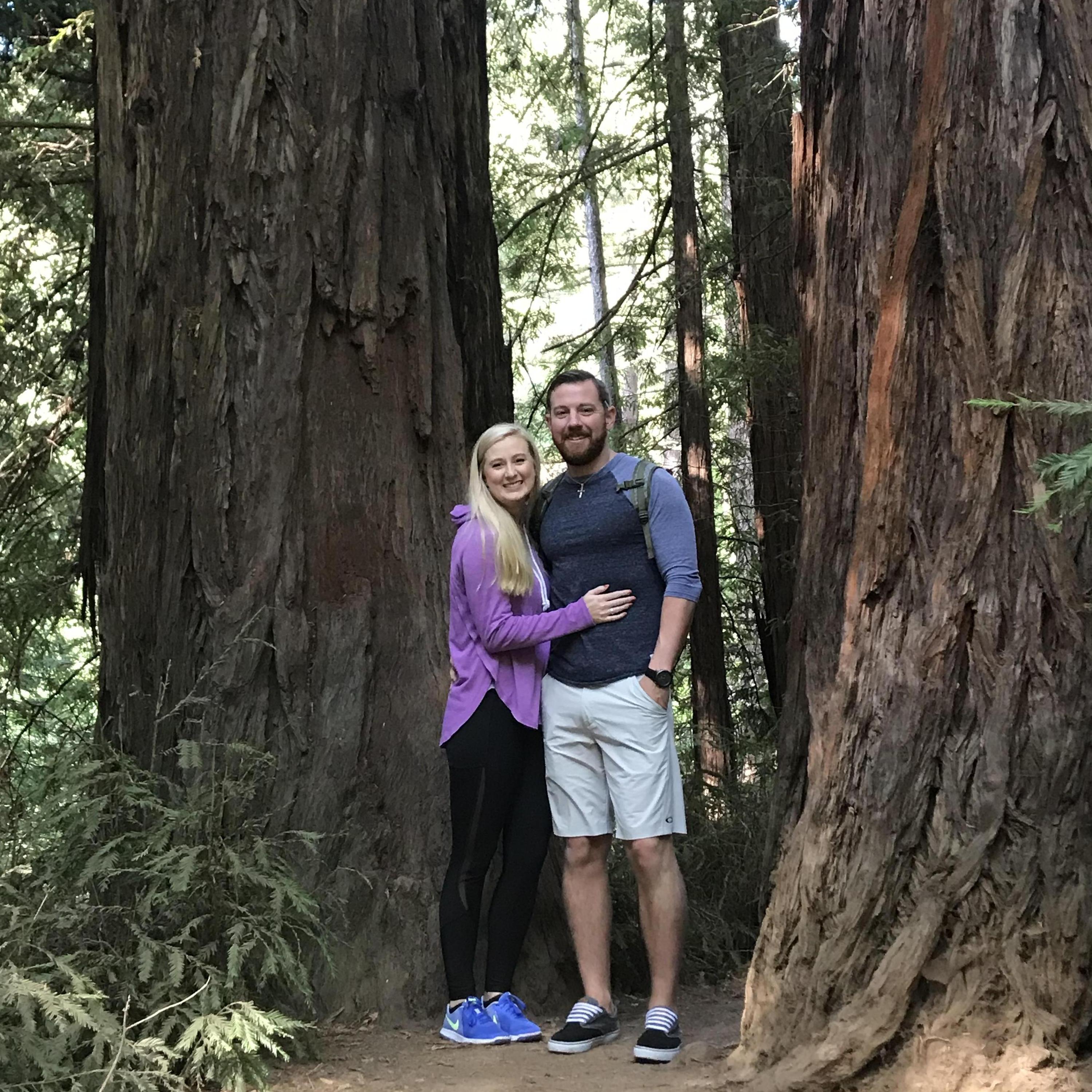 Redwood Forest in California