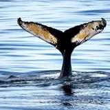 Bar Harbor Whale Watch Co.