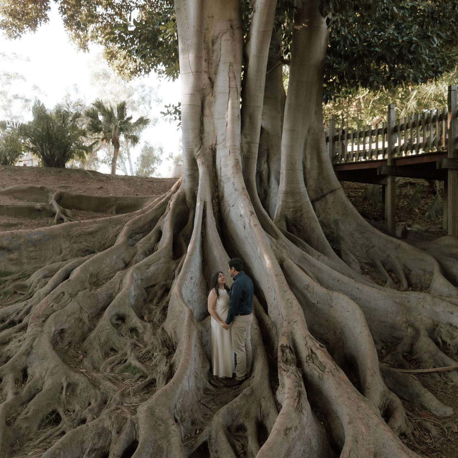 This is not AI! It is a tree in Balboa Park :)