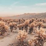 Cholla Cactus Garden