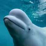 Mystic Aquarium