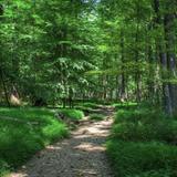 Cunningham Falls State Park