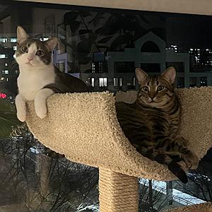 Rocket and Apollo's treat fund