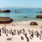 Boulders Beach Penguins