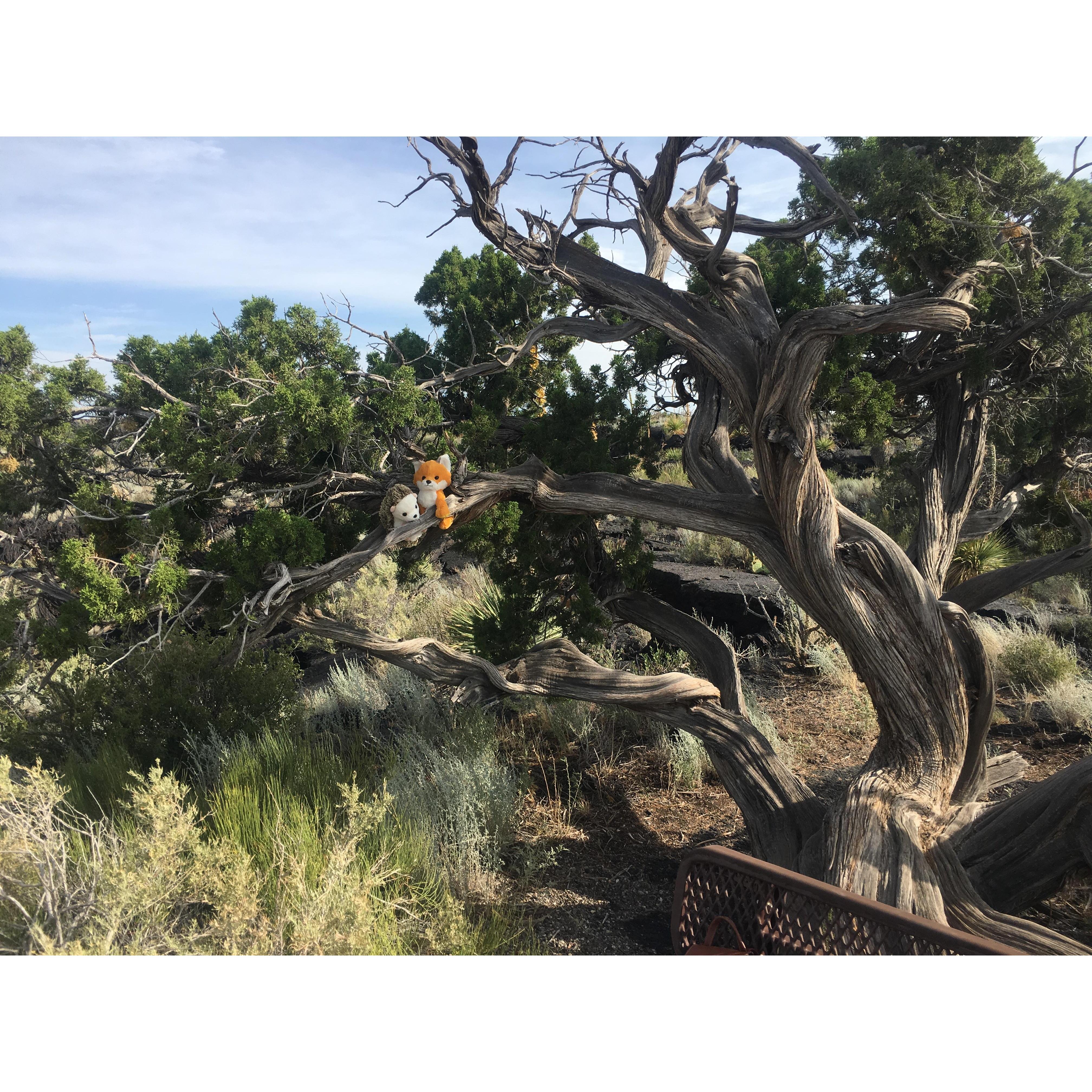 Valley of Fire State Park NM