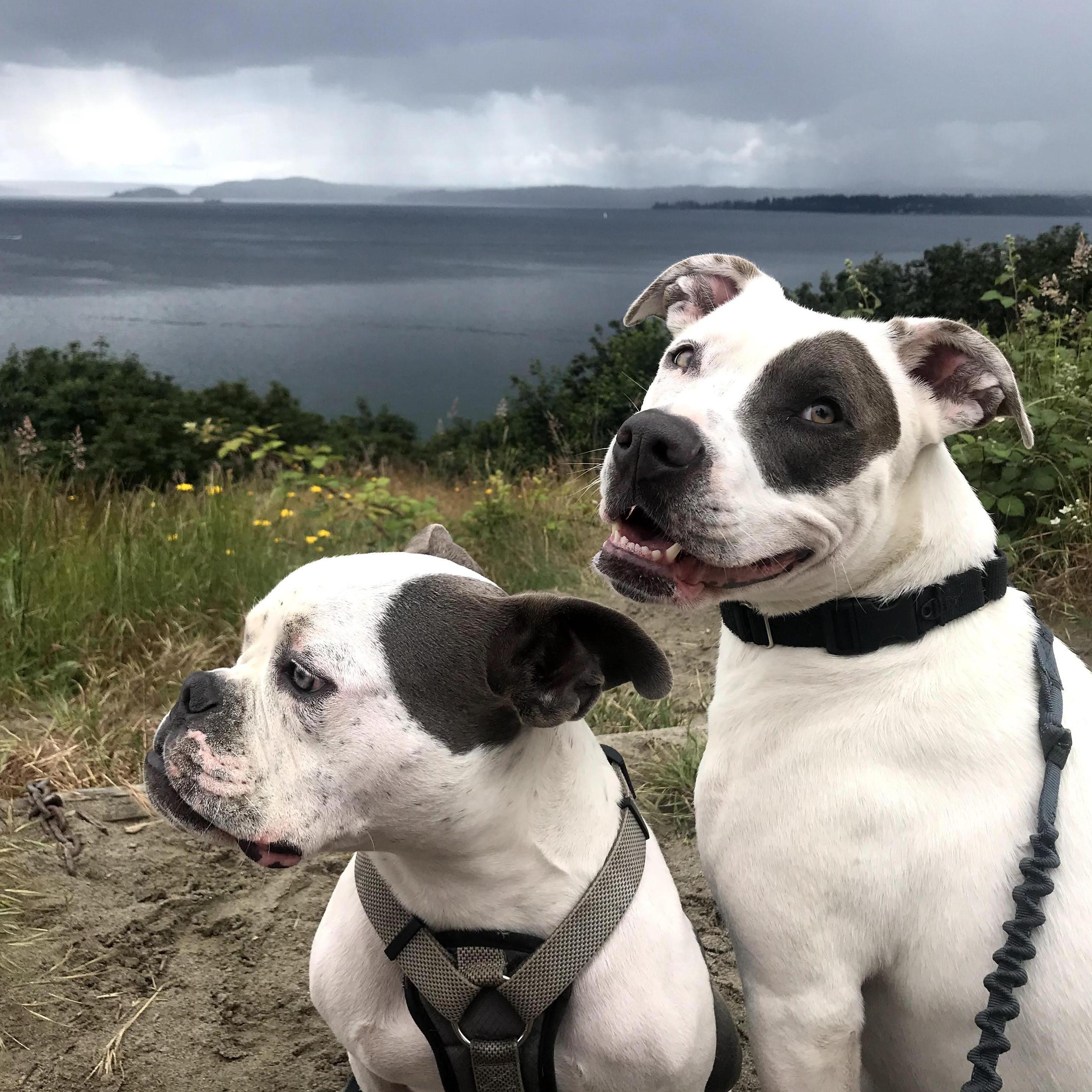 Discovery Park, June 2020