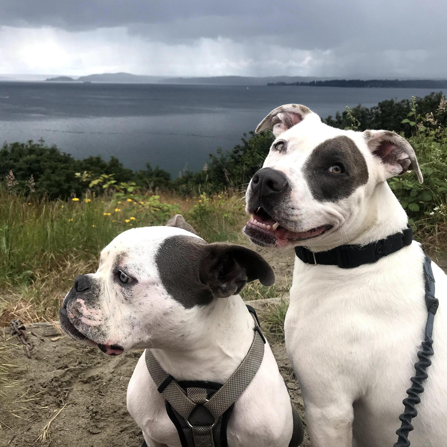 Discovery Park, June 2020
