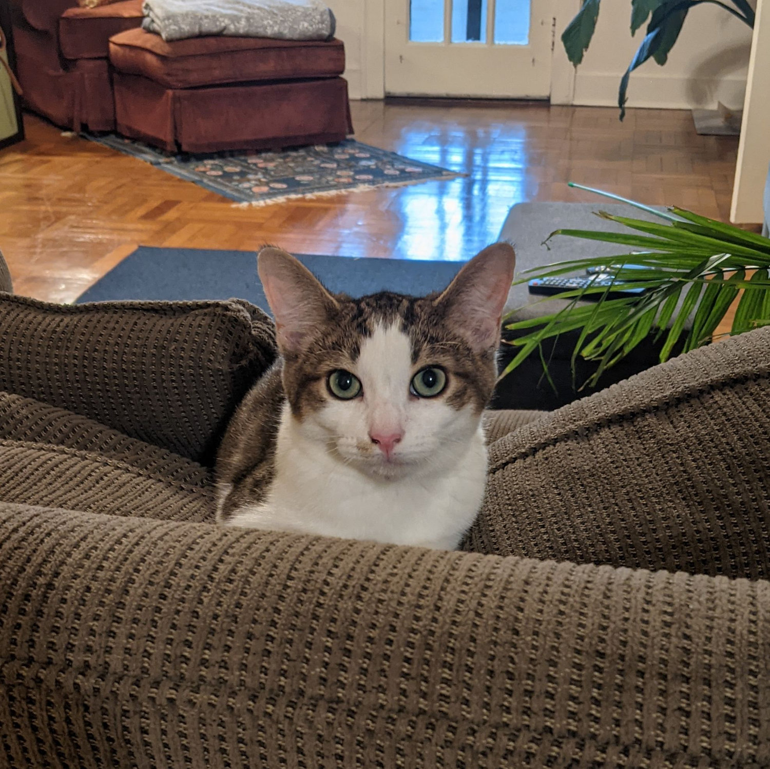 Adopting Billi