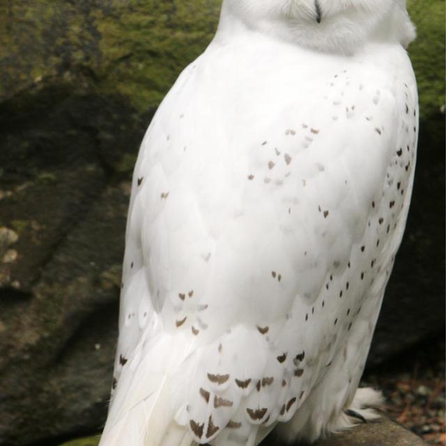 "Adopt a Raptor" - snowy owl LaGuardia