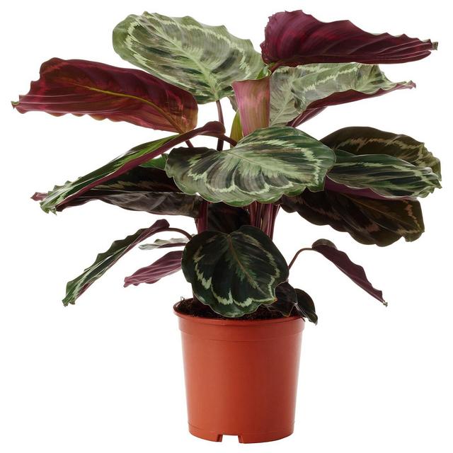 CALATHEAPotted plant, Calathea6 "
