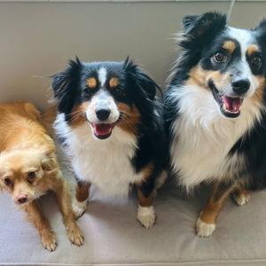 DOGGOS
