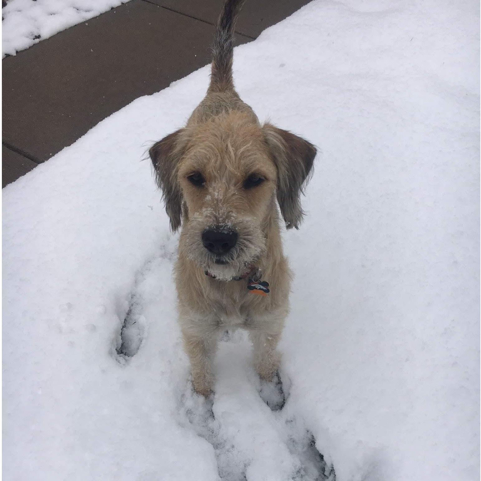 Our baby Chewie the first time he saw snow!