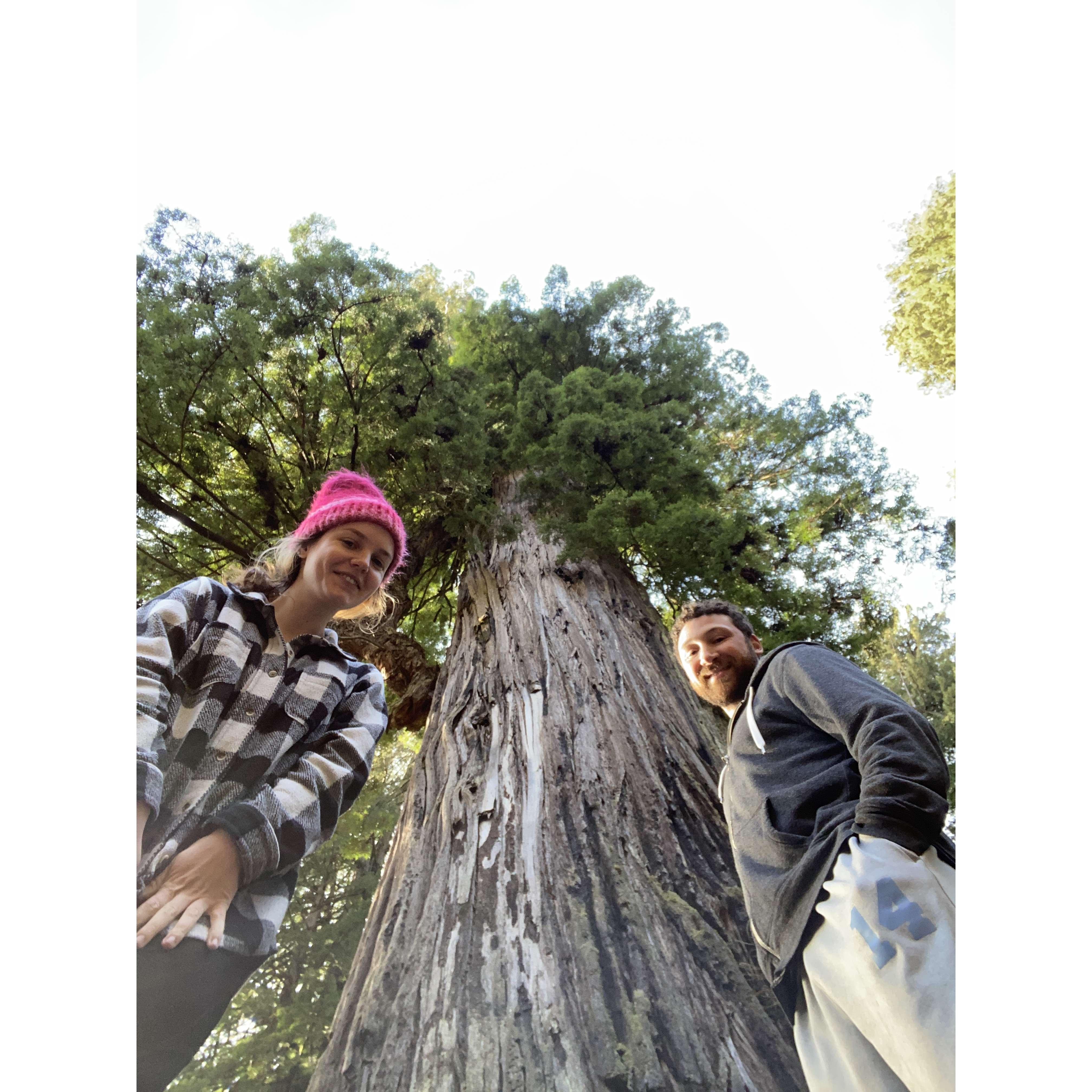 Visiting the Redwoods! 