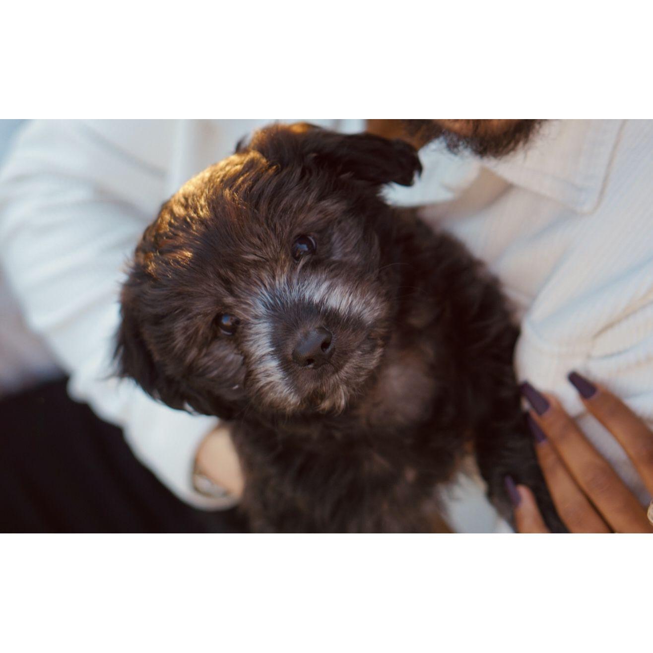 Puppy love.