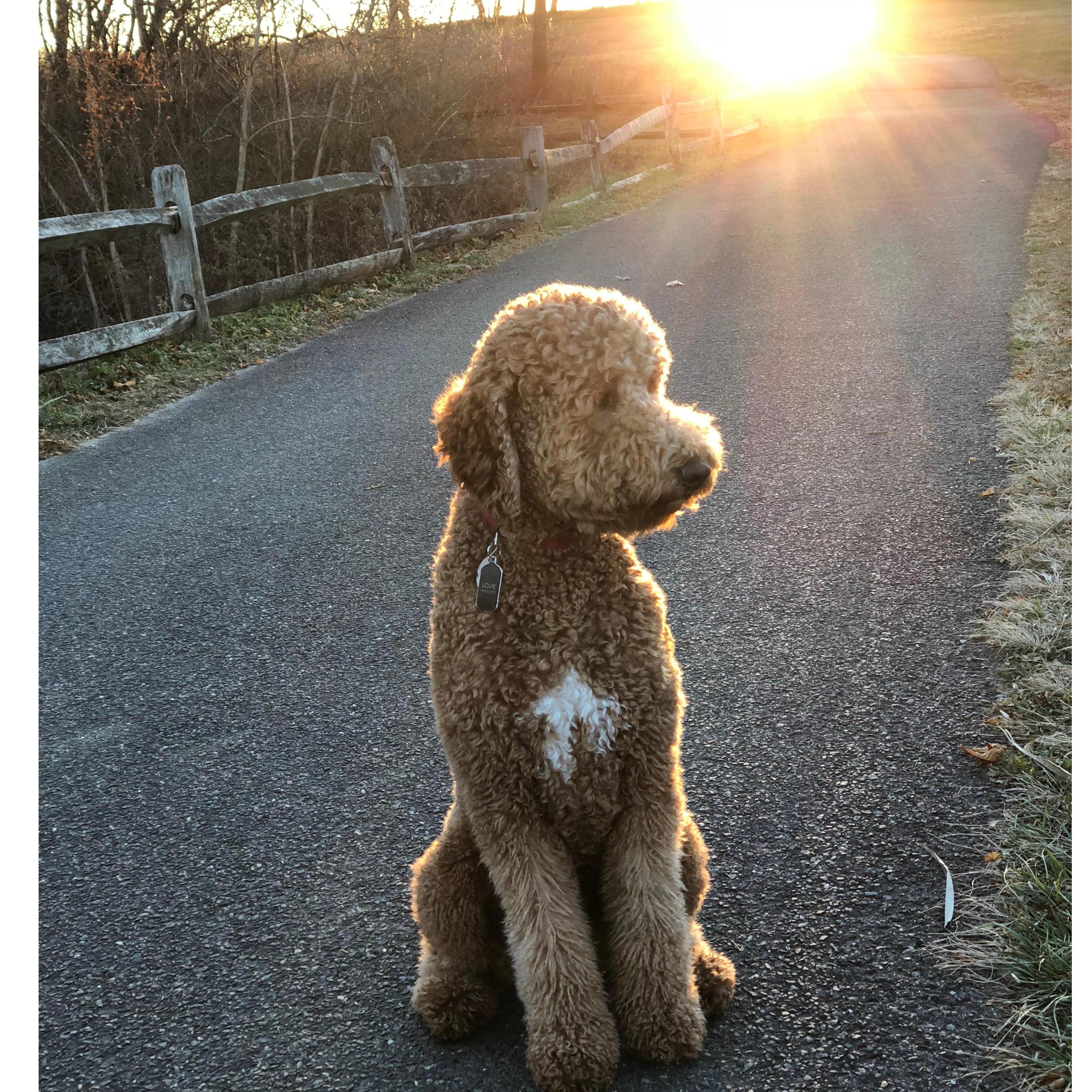 Louie in the park.