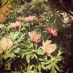 Coastal Maine Botanical Gardens