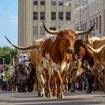 Downtown Fort Worth & Stockyards