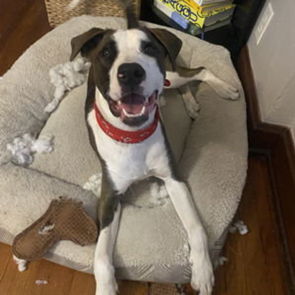 Buy Oliver a Toy!