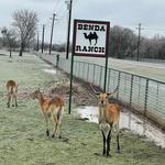 Benda Ranch 1721 FM-2859, Mildred, TX, 75109