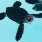 Loggerhead Marinelife Center