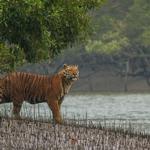 Sundarban National Park (West Bengal)