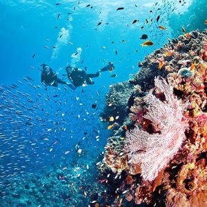Scuba Diving Great Barrier Reef