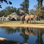 Fresno Chaffee Zoo