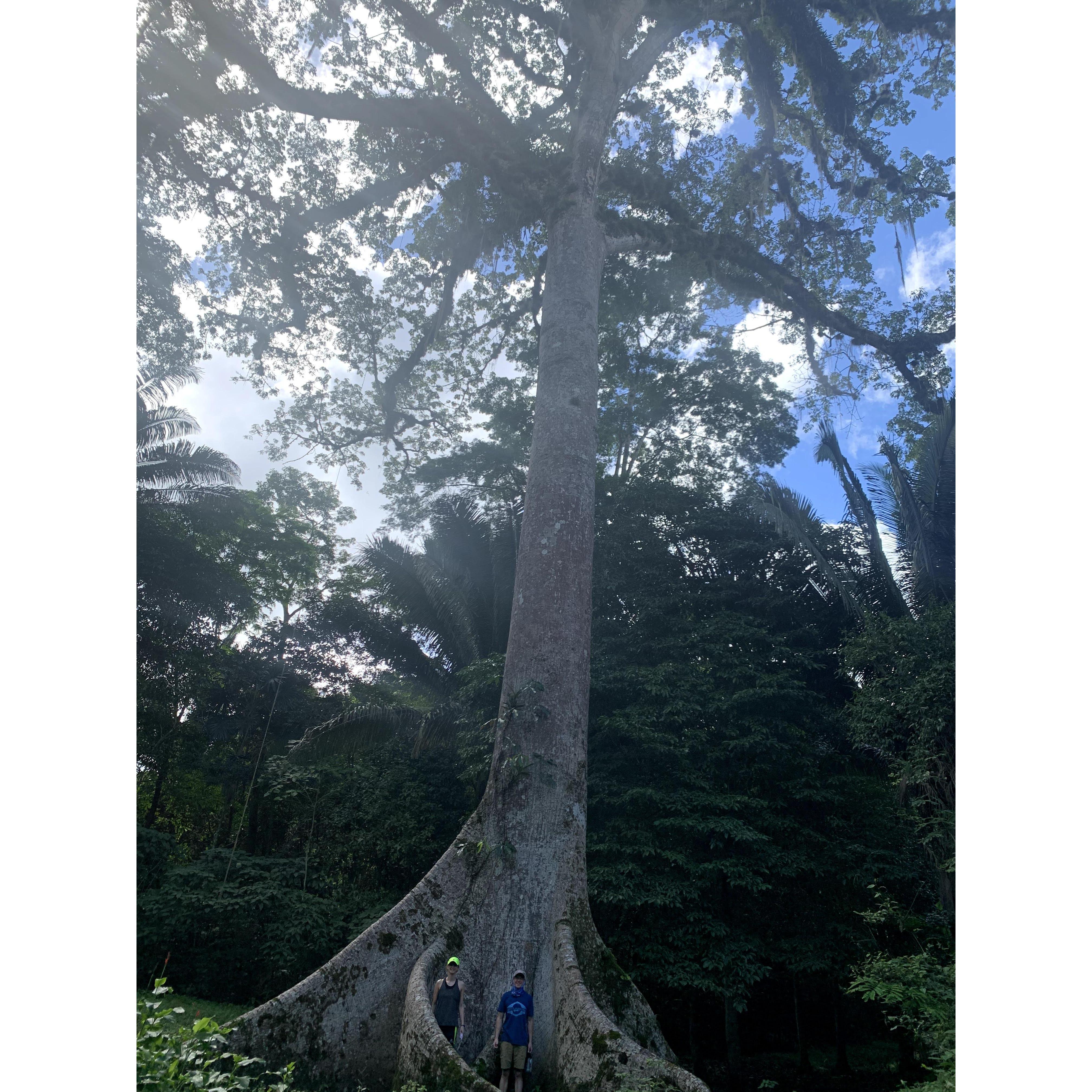 Just us and a big tree