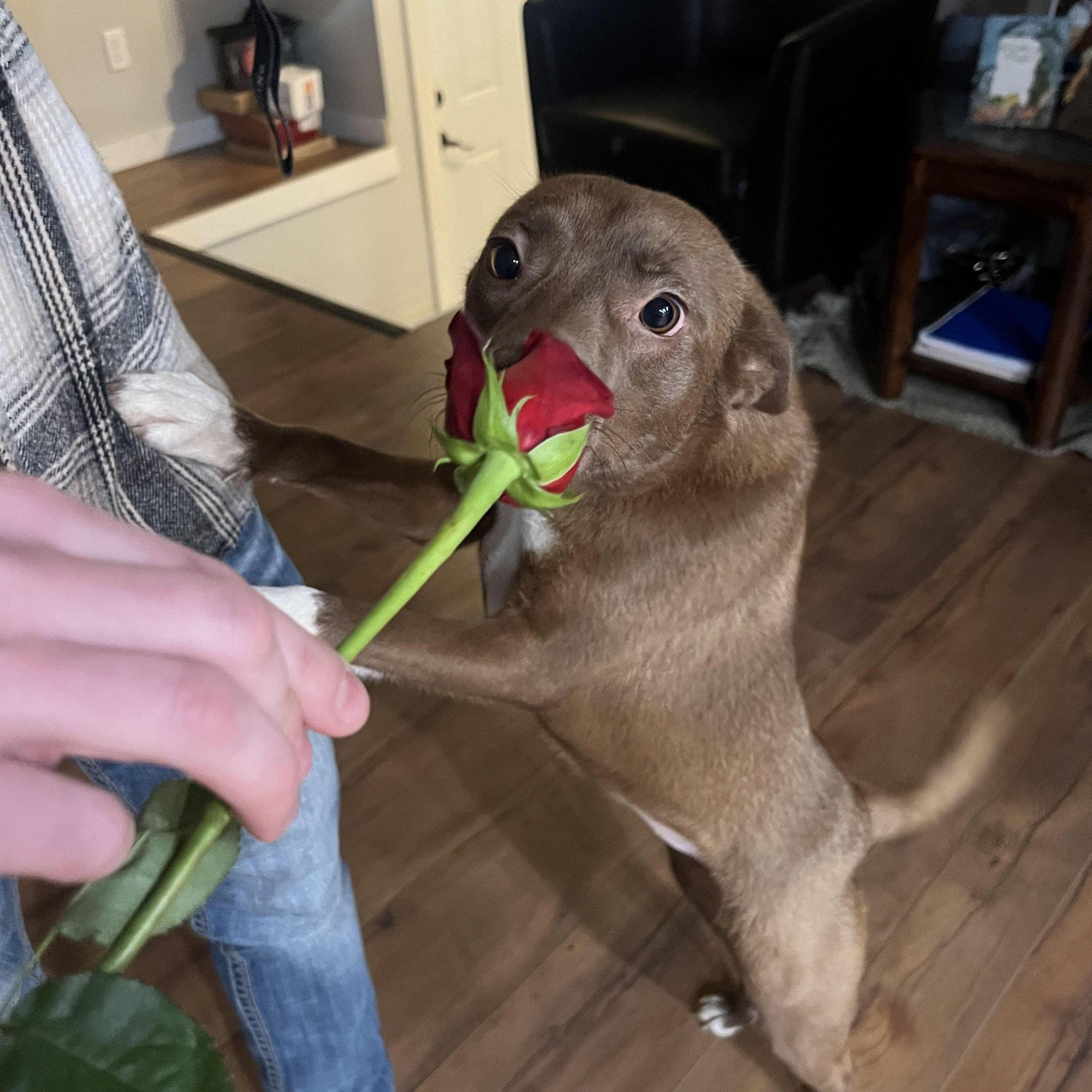 February 2025: New tradition, Nala always gets one flower Matthew gives Abby