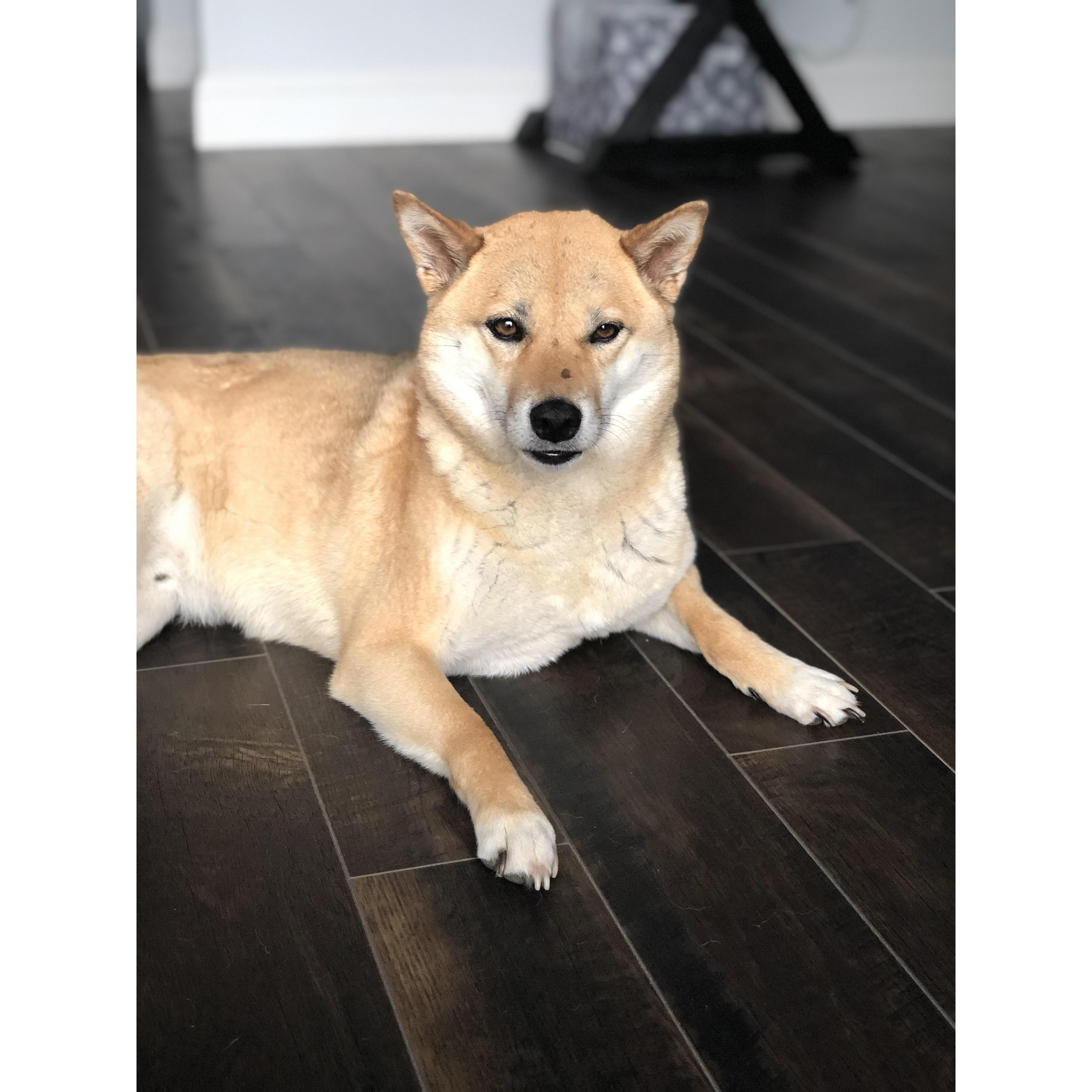 Our sassy diva, Atticus