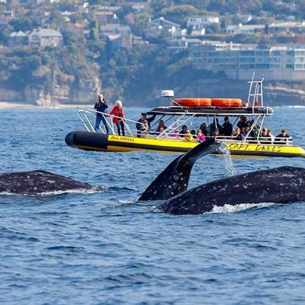 Whale Watching For Two
