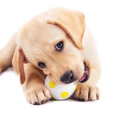 Puppy Fund