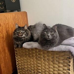 Cat Enrichment Fund