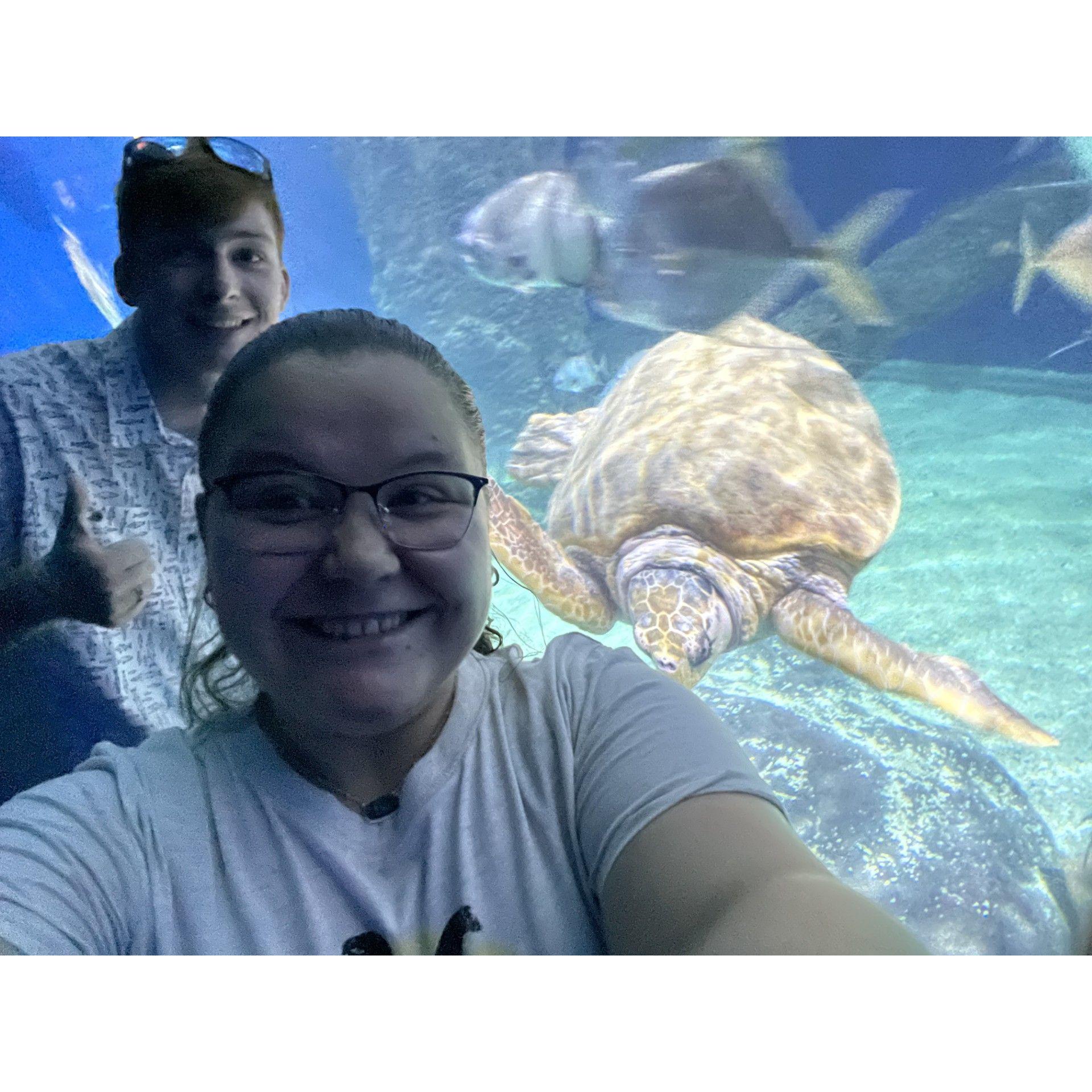 Turtles! Summer 2023