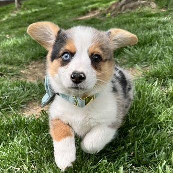 Sabzi the day we brought her home.