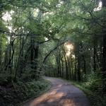 Percy Warner Park