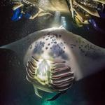Manta Ray Night Snorkel