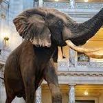 Smithsonian National Museum of Natural History