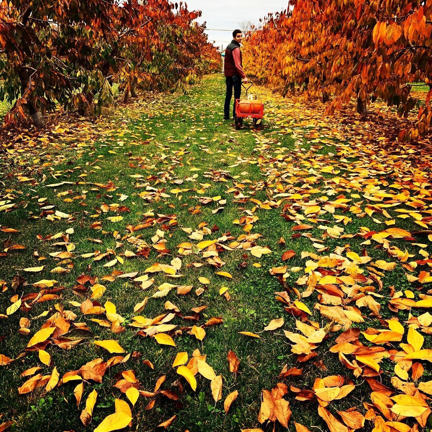 On October 30th, Danny took Justin up to New Hampshire for some pumpkin picking. Little did Justin know that this was part of an engagement plan.