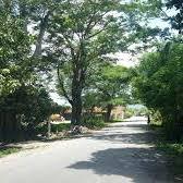 If you are considering the road trip to Nosy Be, you will come across some different landscapes along the road