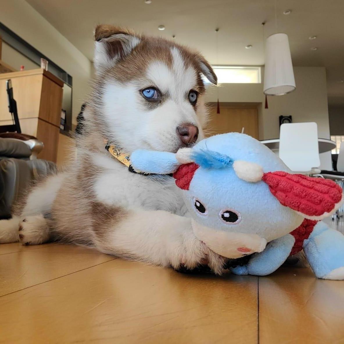Our third baby, welcome to our family Azuki!